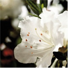 Encore Azalea Autumn Angel, Pure White Re-blooming Shrub   554863997